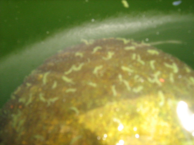 Lavado de cisternas Rotoplas de plastico