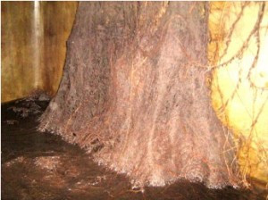 Raices en aljibes 