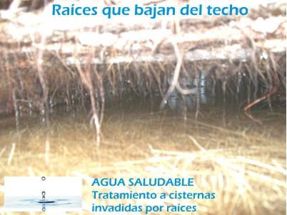 Raices en aljibes