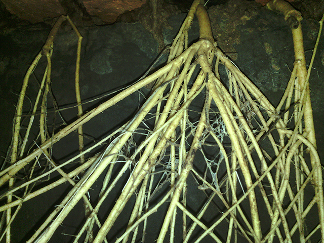 Lavado de reparacion de aljibes cisternas con fisuras raices en Zapopan Guadalajara