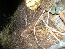 Reparacion de aljibes con raices