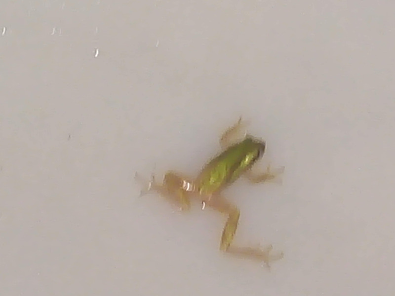 limpieza y desinfeccion de cisternas contaminaadas con insectos lama raises 