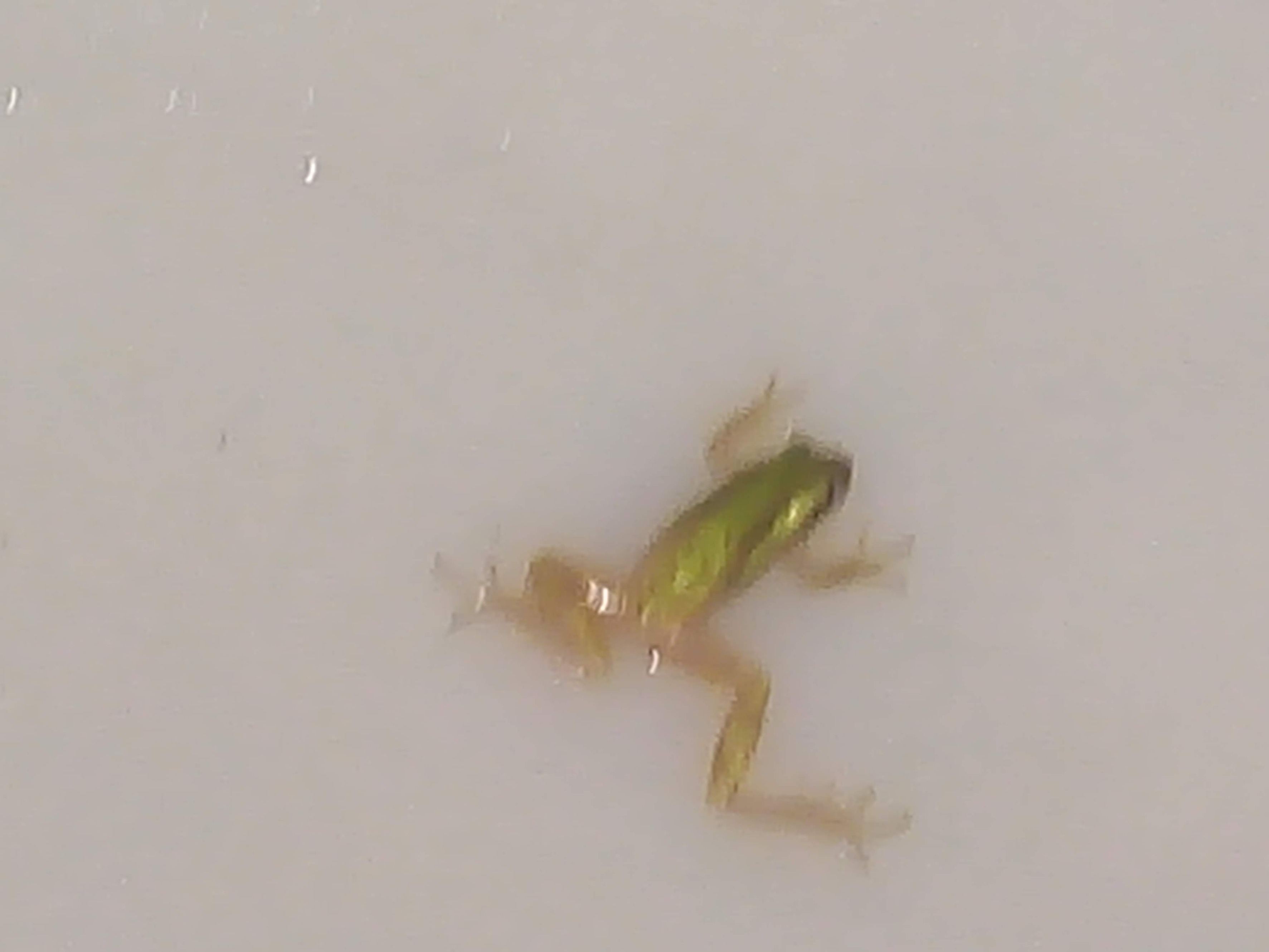 lavado de cisternas con animales o insectos